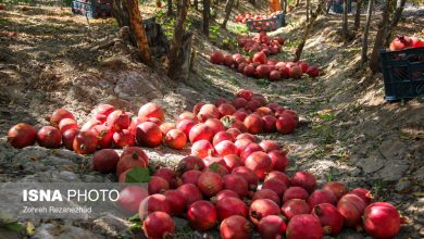 برداشت انار در منطقه «باغ‌نو» بجستان – خراسان رضوی