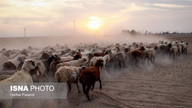 مزرعه دامپروری چپرقویمه – گنبد