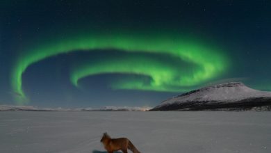 عکس روز ناسا از آتش به پا کردن روباه شمالی! عکس روز ناسا از آتش به پا کردن روباه شمالی!